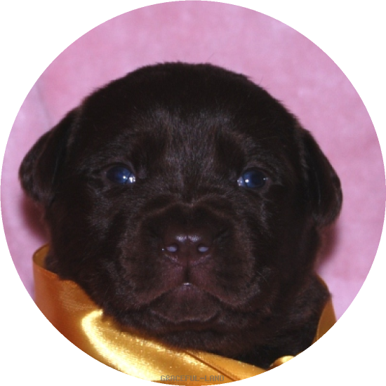 女の子(イエロー母犬エメラルド)(A child of & ローズ) 女の子(イエロー母犬エメラルド)